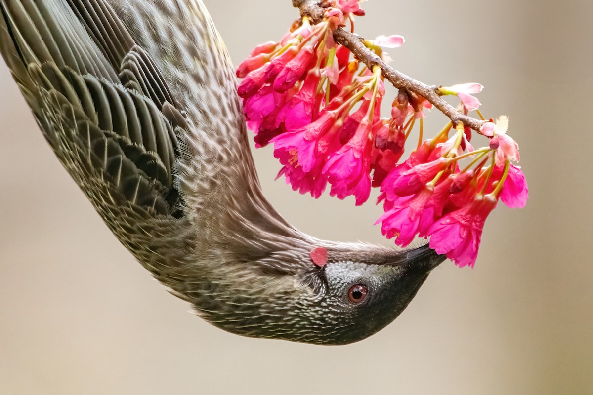 Red Wattlebird - ML639855511
