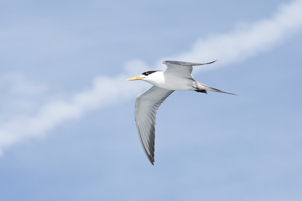 Great Crested Tern - ML639855569