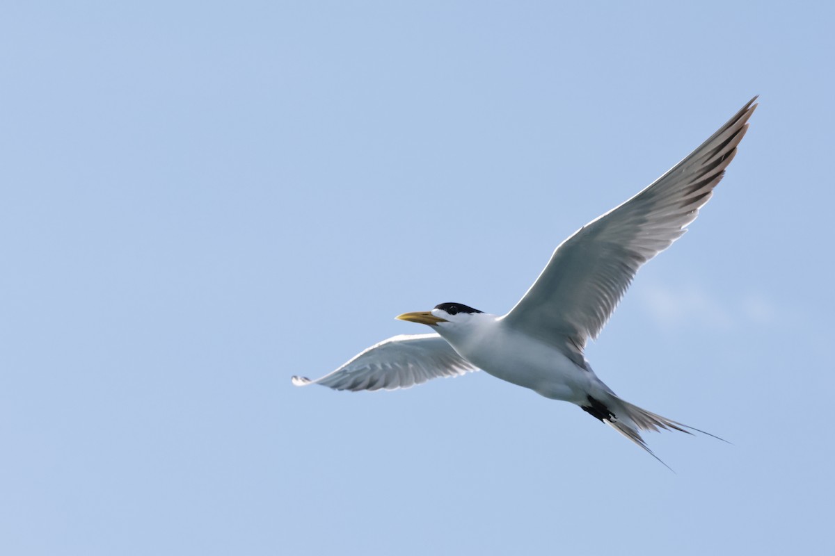Great Crested Tern - ML639855570