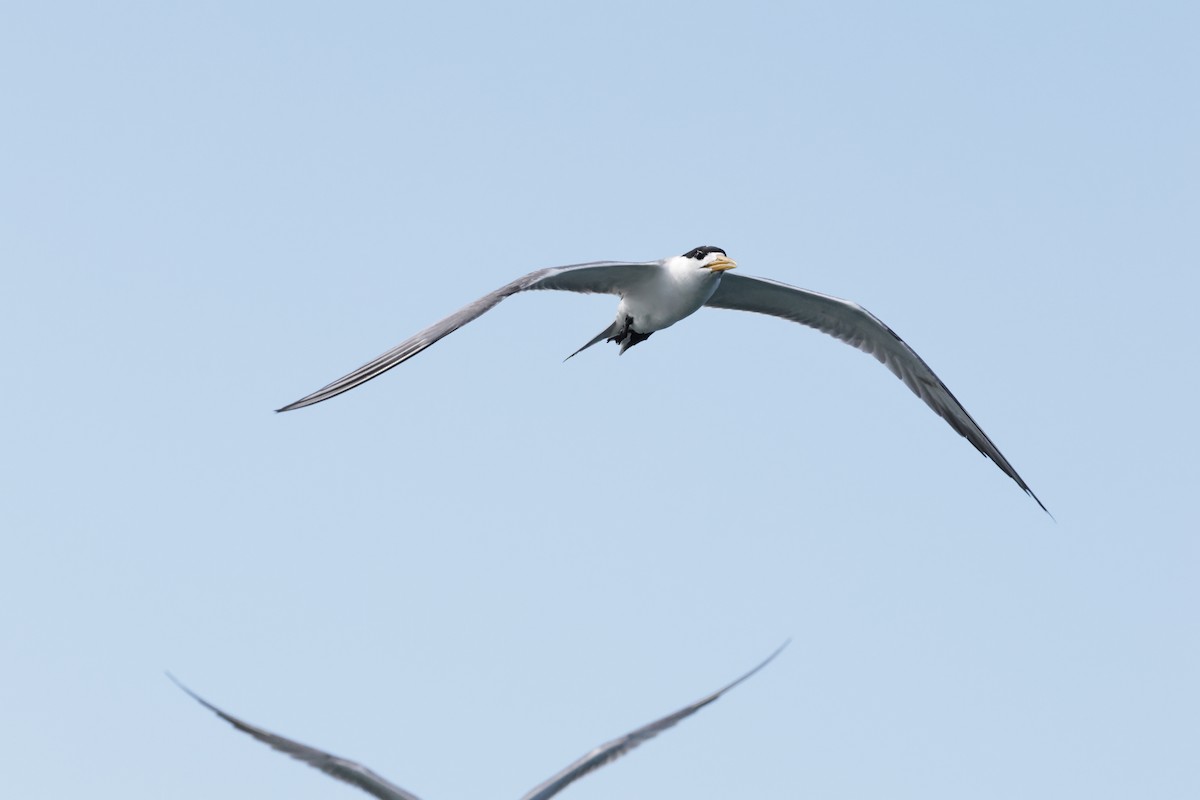 Great Crested Tern - ML639855571