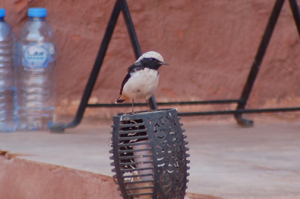 Mourning Wheatear - ML639855709