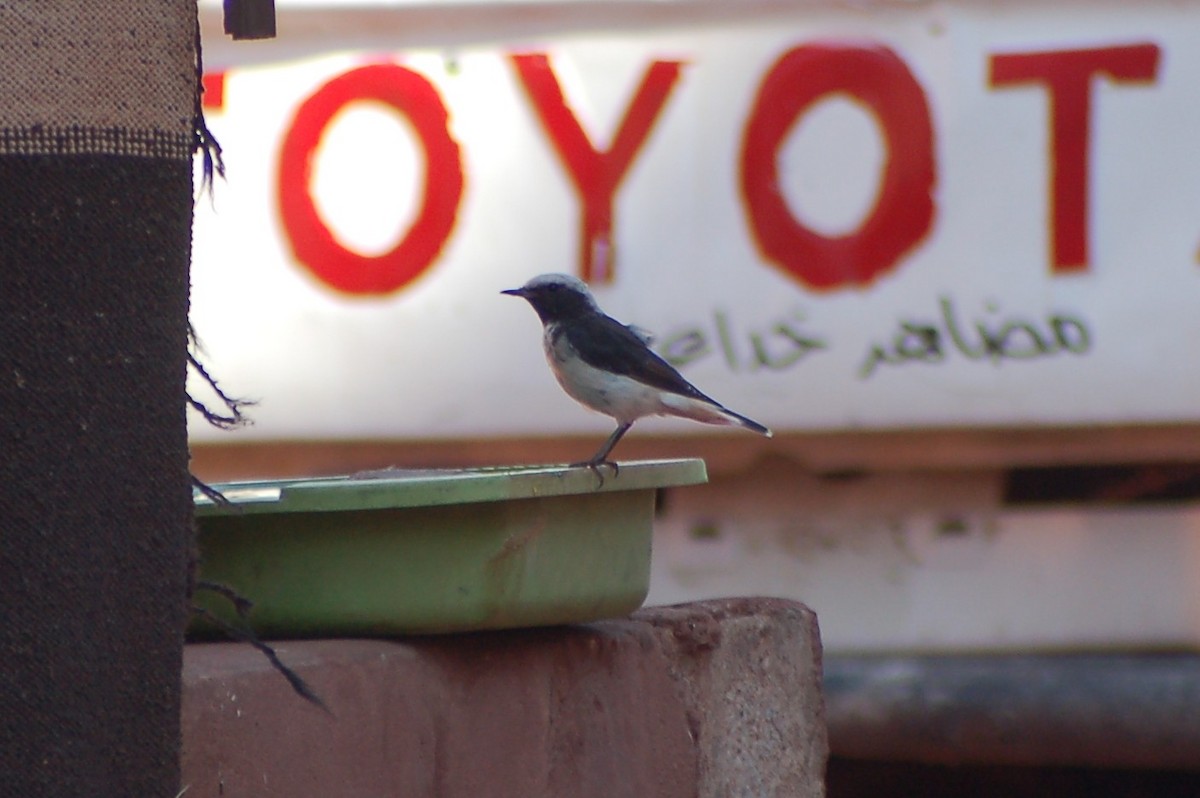 Mourning Wheatear - ML639855710