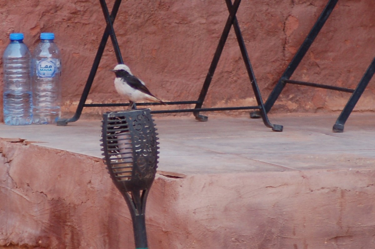 Mourning Wheatear - ML639855711