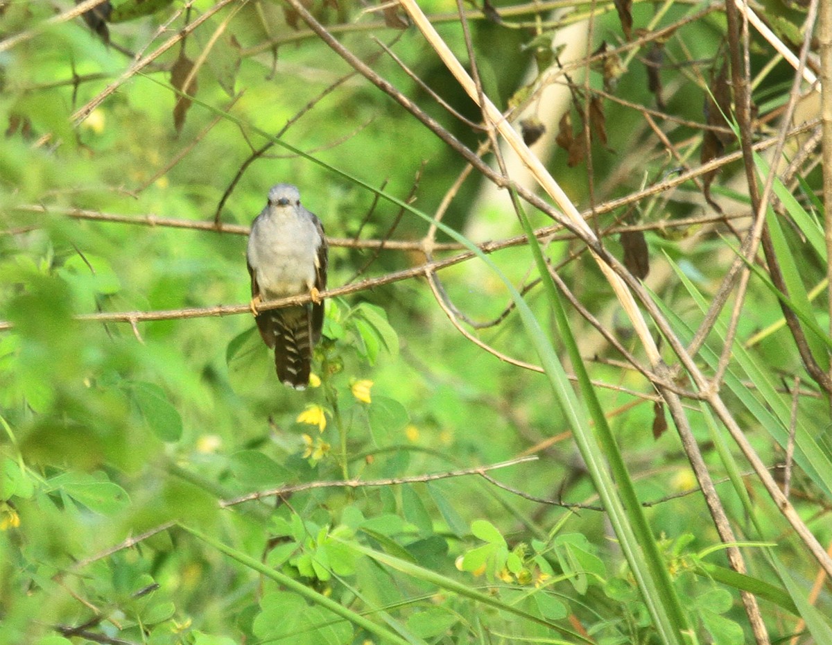 Sulawesi Brush Cuckoo - ML639855739
