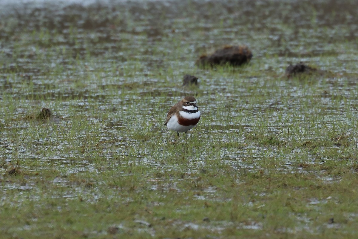 Double-banded Plover - ML639855746
