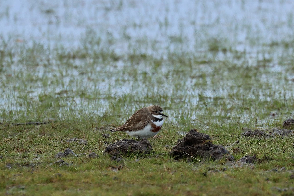 Double-banded Plover - ML639855747