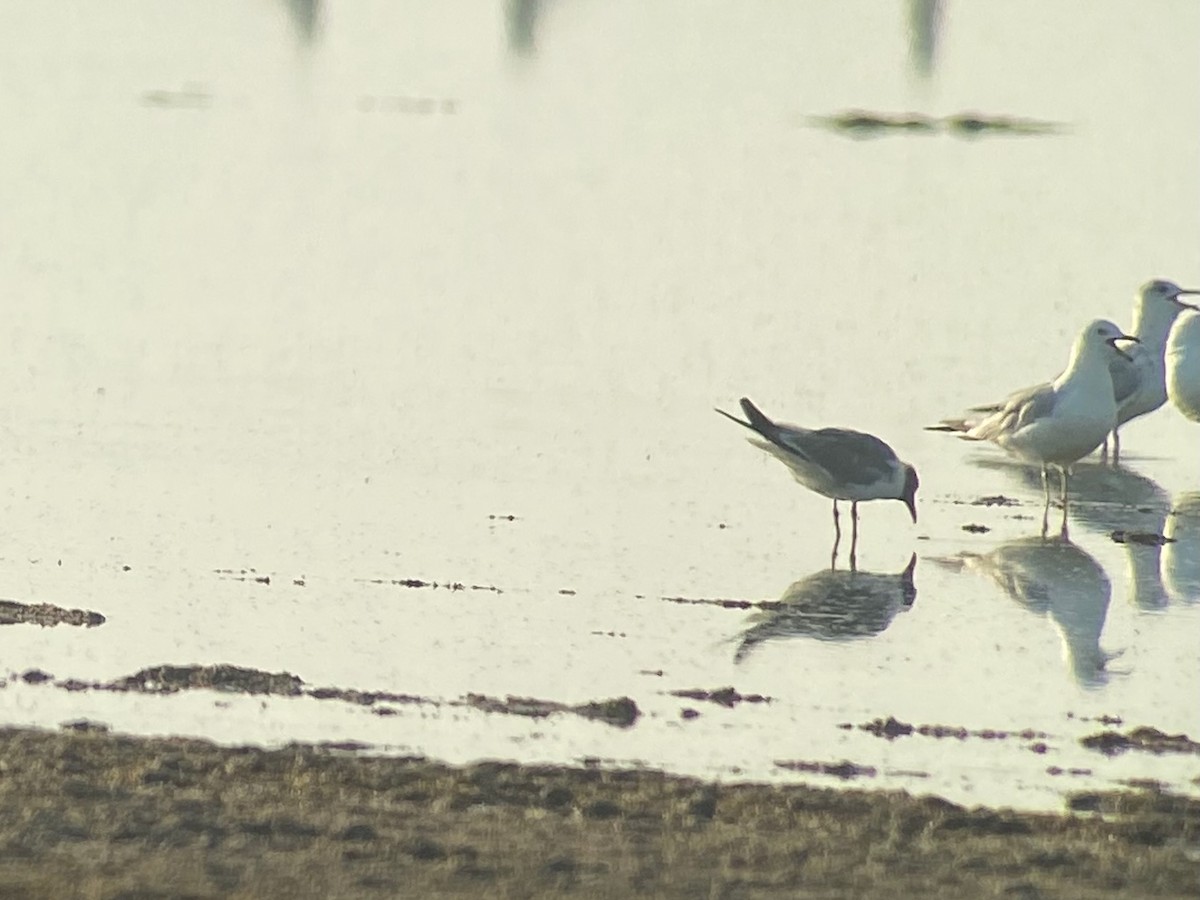 Laughing Gull - ML639855755