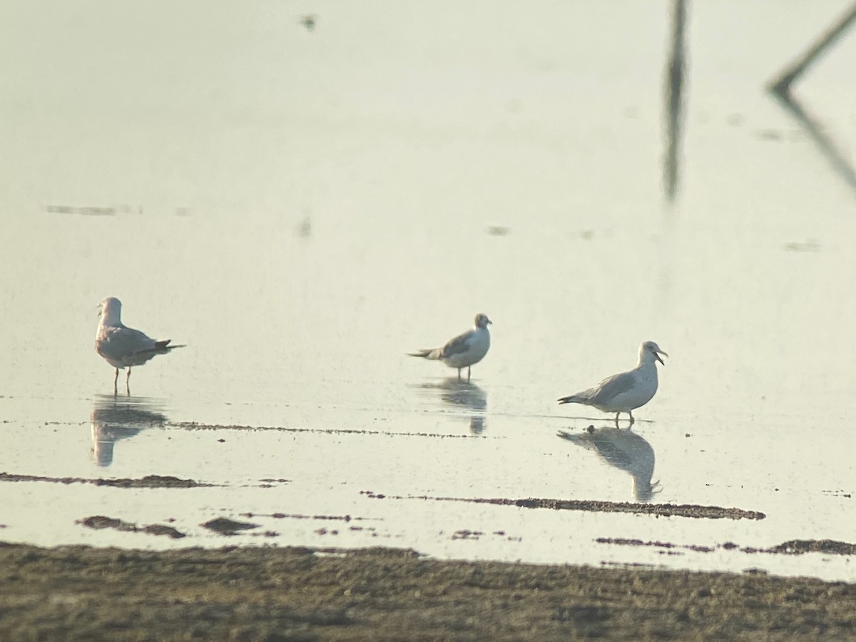 Laughing Gull - ML639855756