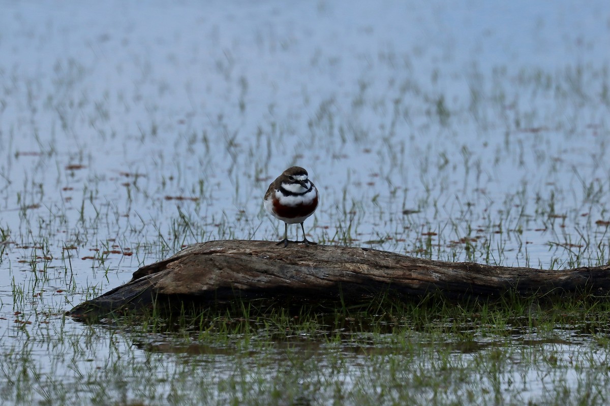 Double-banded Plover - ML639855761