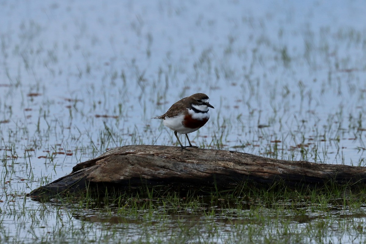 Double-banded Plover - ML639855766