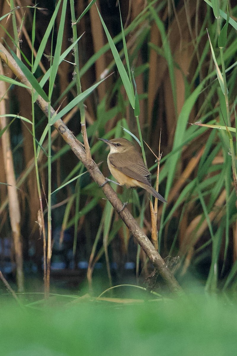 Clamorous Reed Warbler - ML639855794