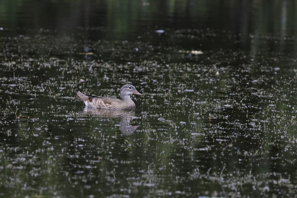 Mandarin Duck - ML639855807