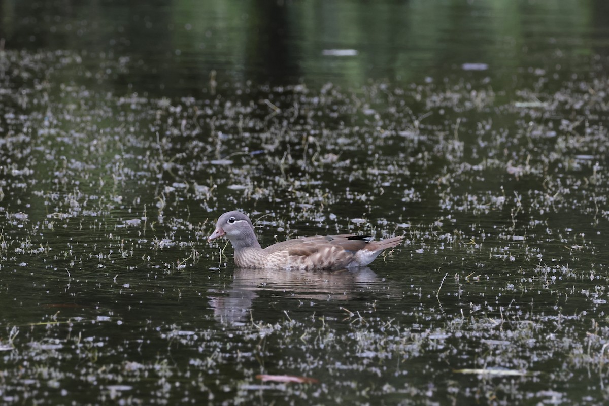 Mandarin Duck - ML639855808