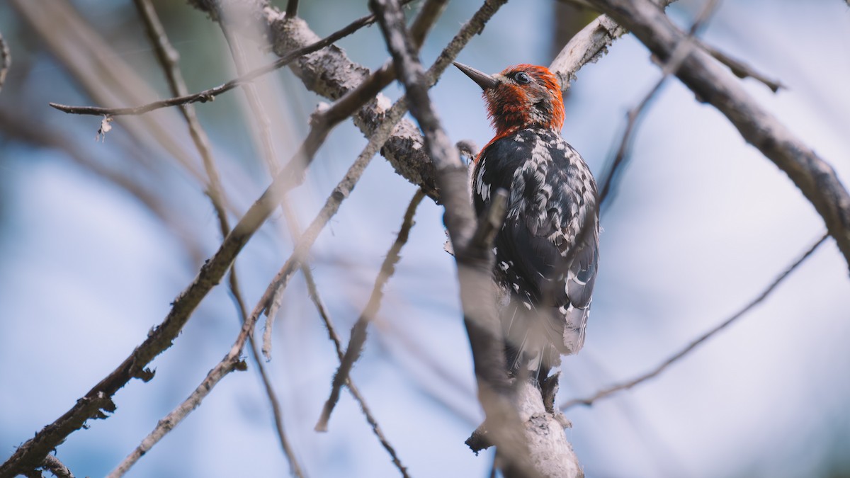 Red-naped x Red-breasted Sapsucker (hybrid) - ML639855828