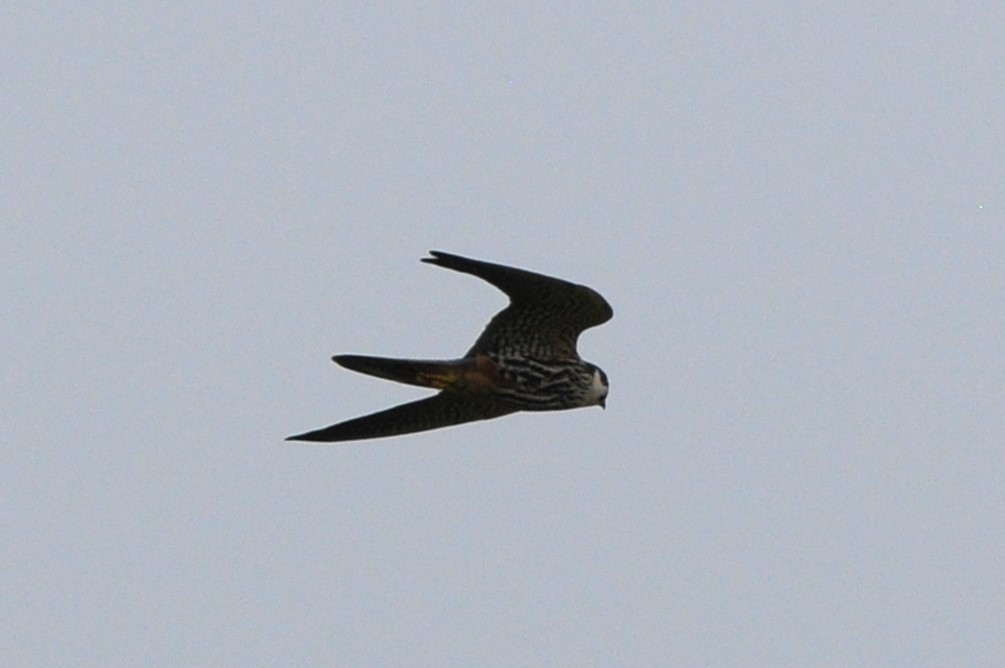 Alcotán Europeo - ML639855871