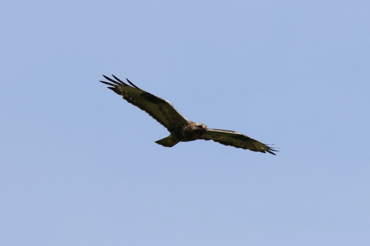 Rough-legged Hawk - ML639855900