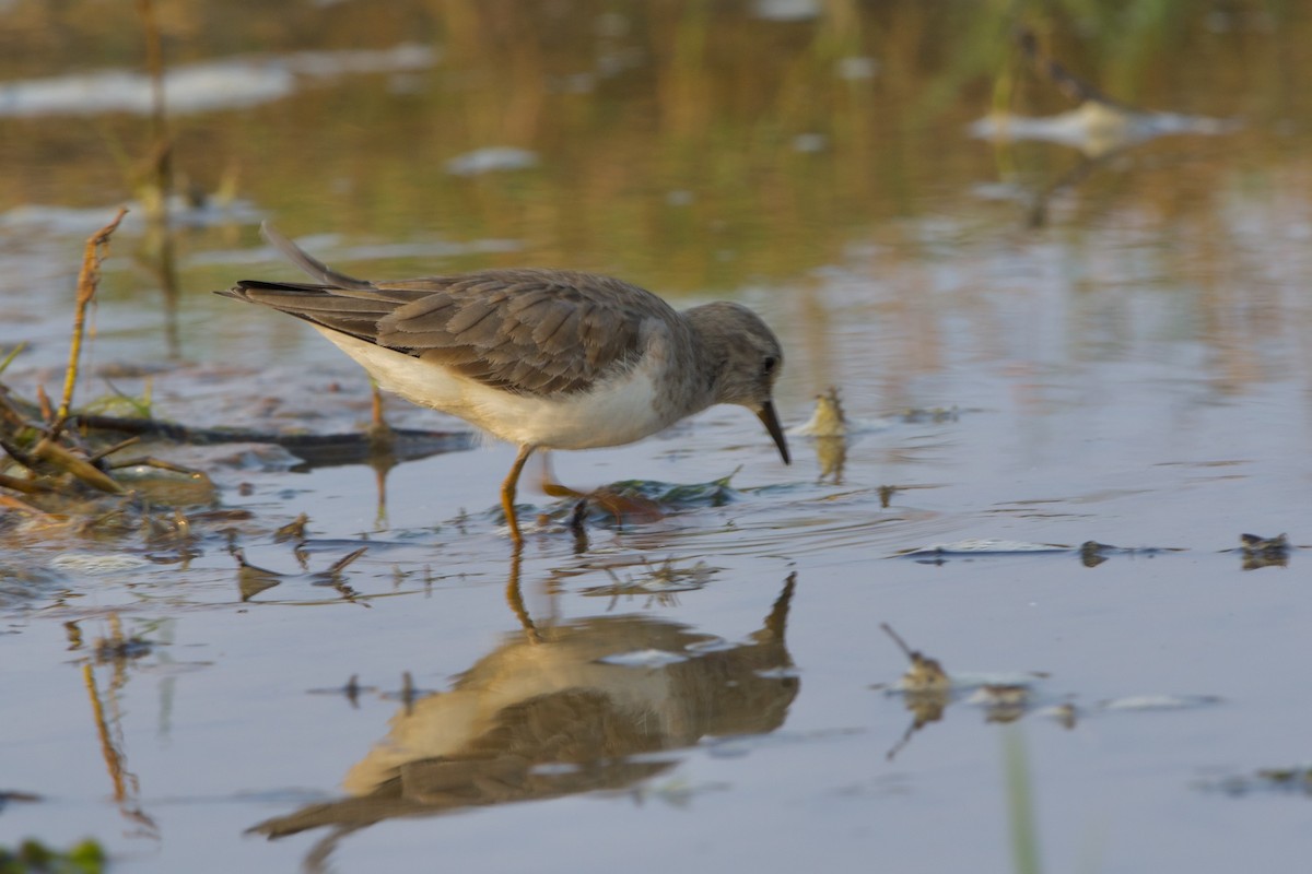 Temminck's Stint - ML639855916