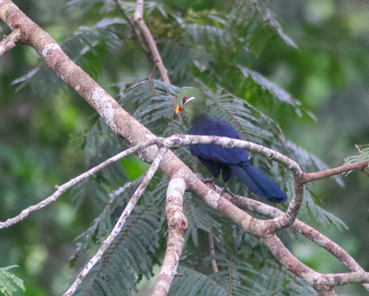 Yellow-billed Turaco (Yellow-billed) - ML639855925