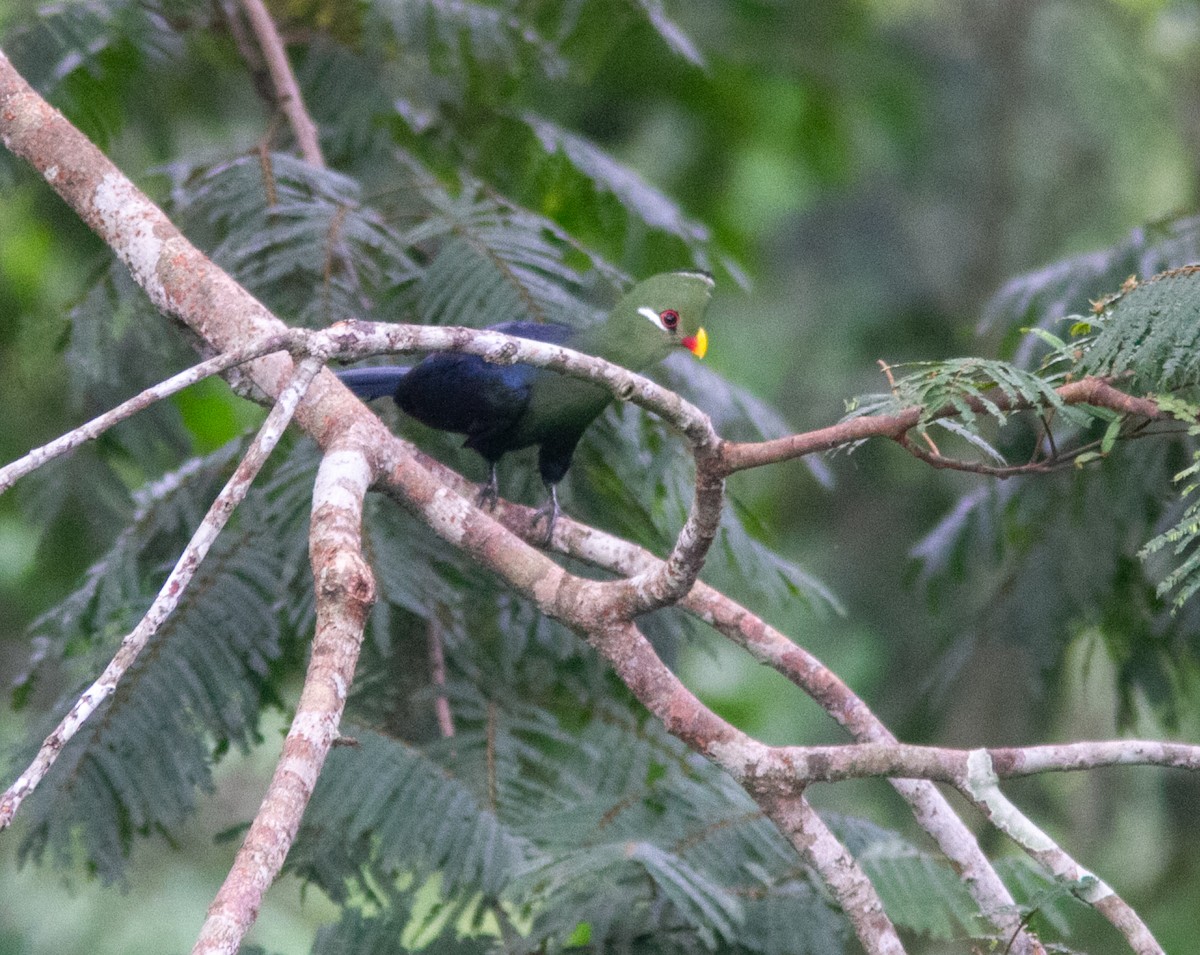 Yellow-billed Turaco (Yellow-billed) - ML639855926