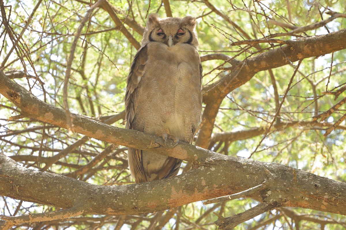 Verreaux's Eagle-Owl - ML639855927