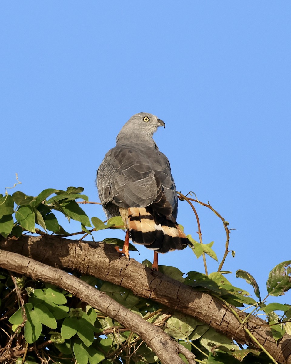 Crane Hawk - ML639856012