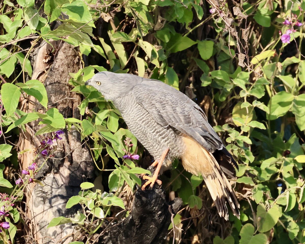 Crane Hawk - ML639856013