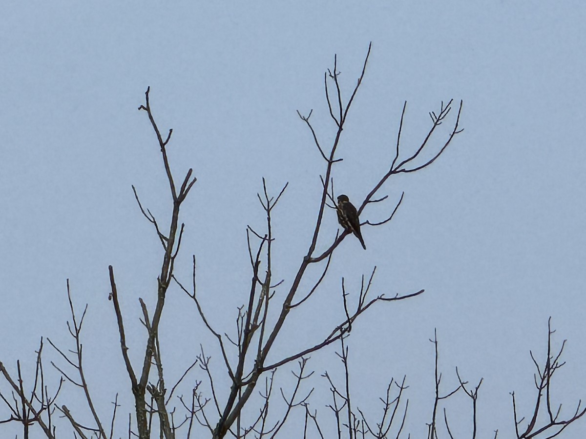 Підсоколик малий (підвид columbarius) - ML639856046