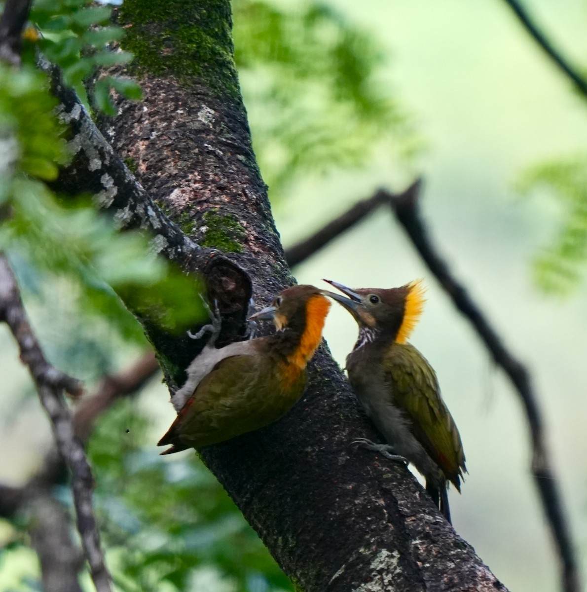 Greater Yellownape - ML639856062