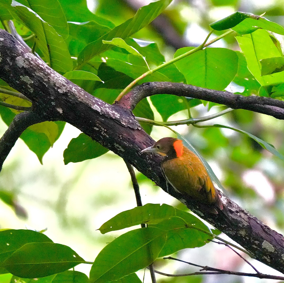 Greater Yellownape - ML639856067