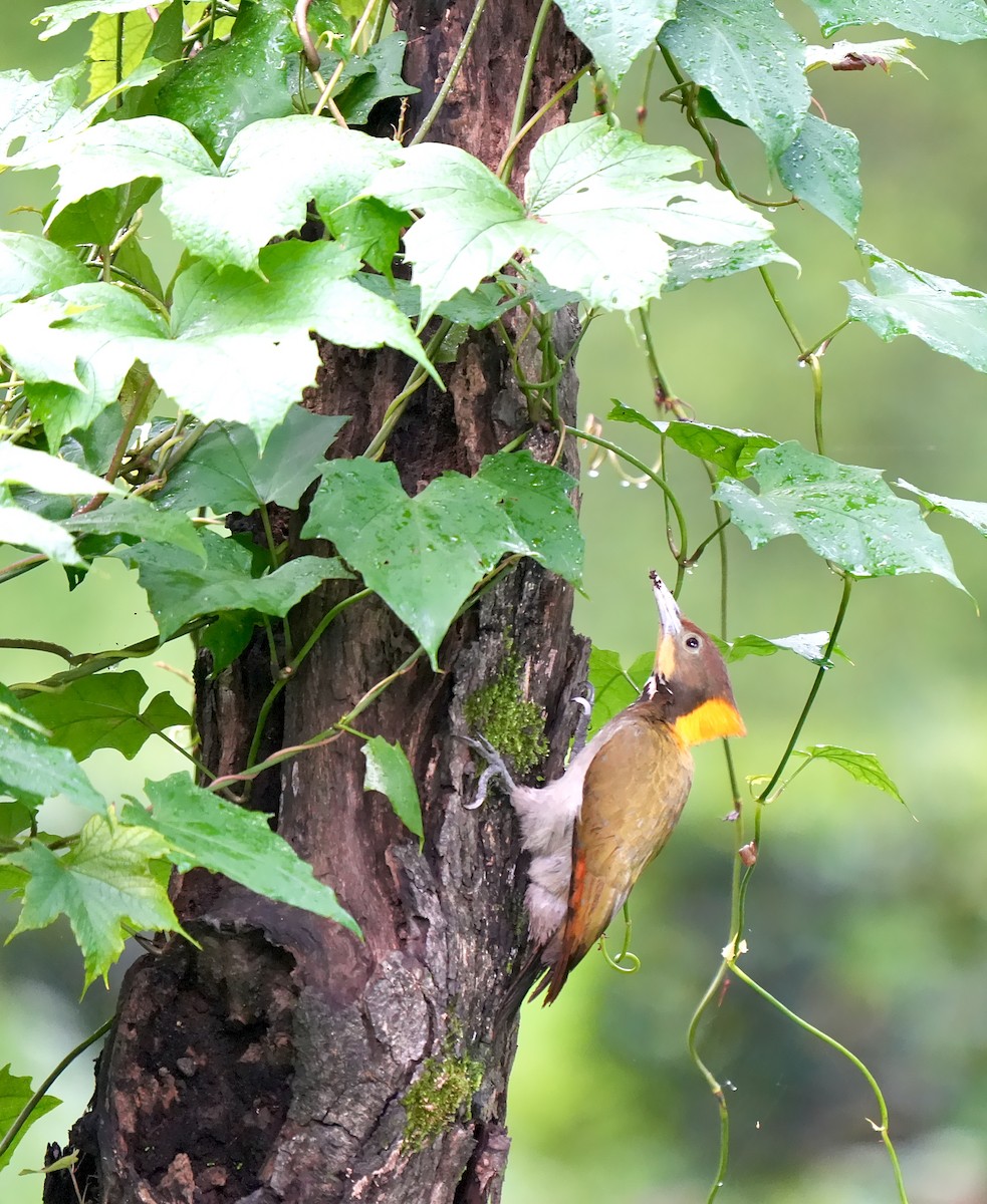 Greater Yellownape - ML639856068