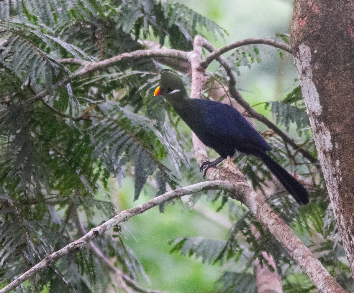Yellow-billed Turaco (Yellow-billed) - ML639856083