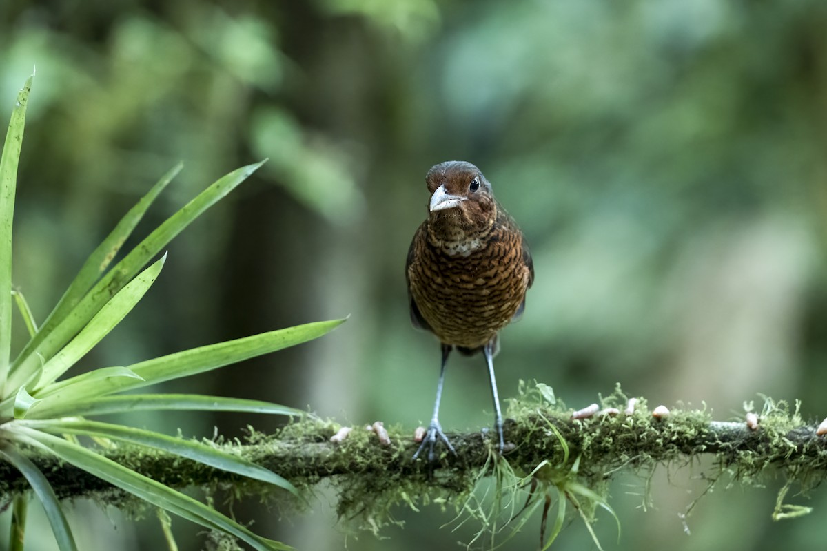 Giant Antpitta - ML639856085