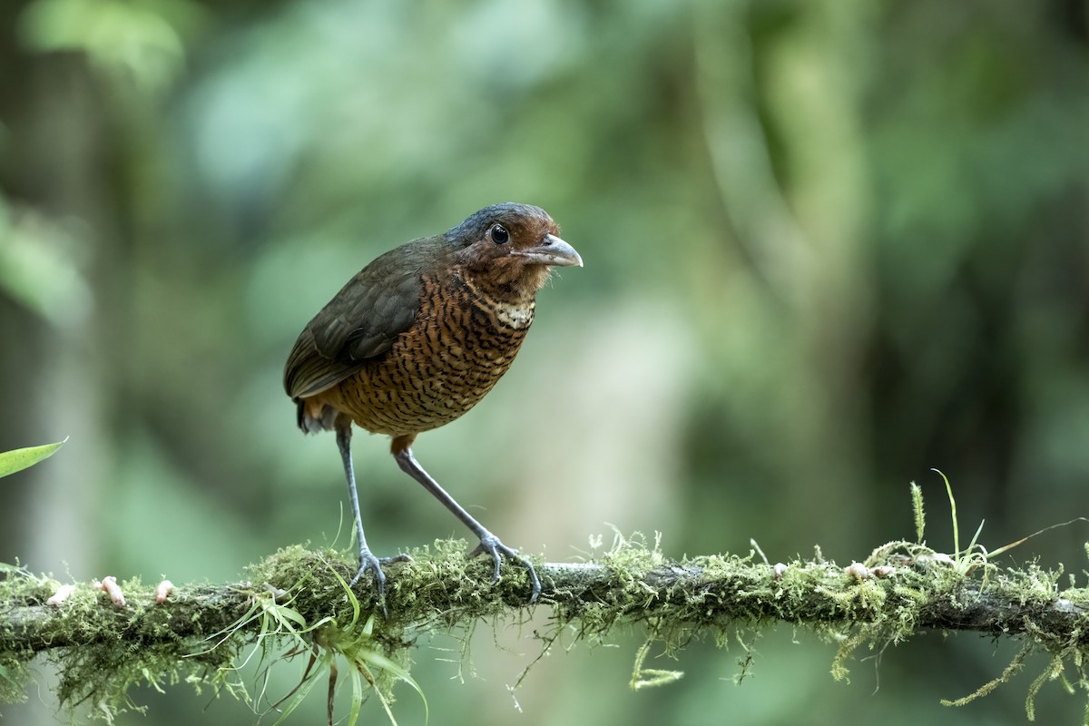 Giant Antpitta - ML639856086