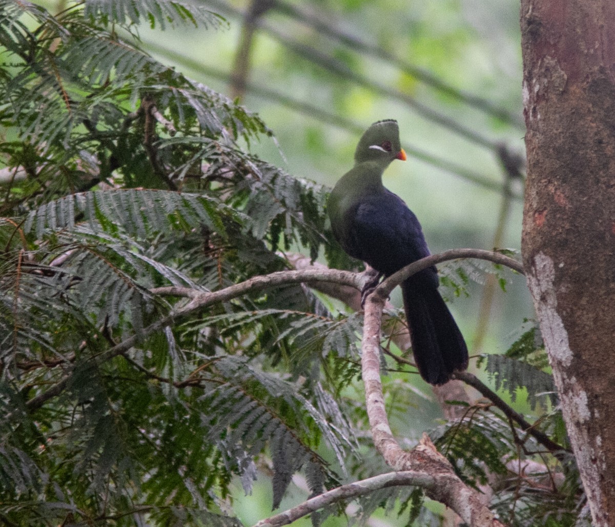 Yellow-billed Turaco (Yellow-billed) - ML639856090