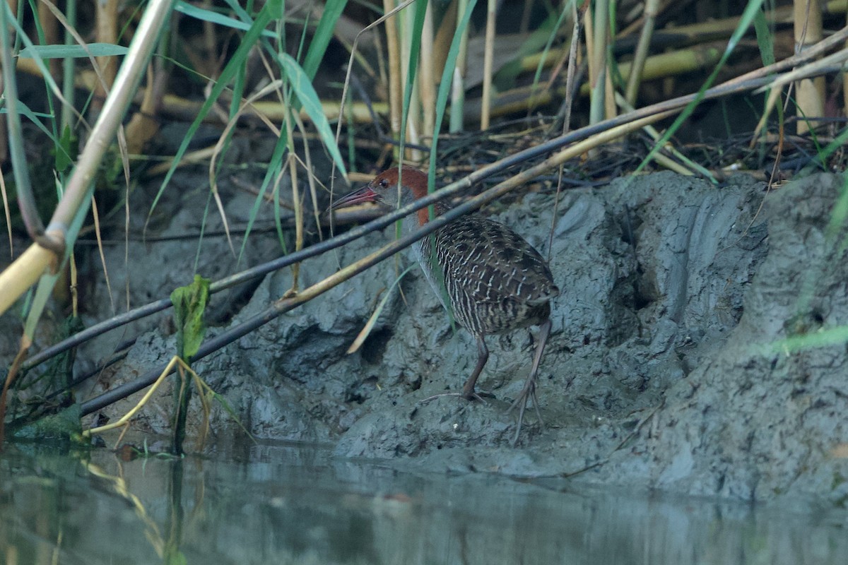 Slaty-breasted Rail - ML639856093