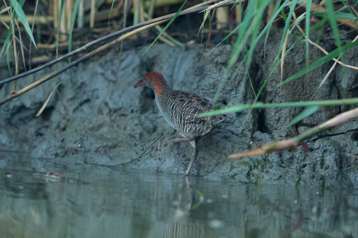 Slaty-breasted Rail - ML639856094