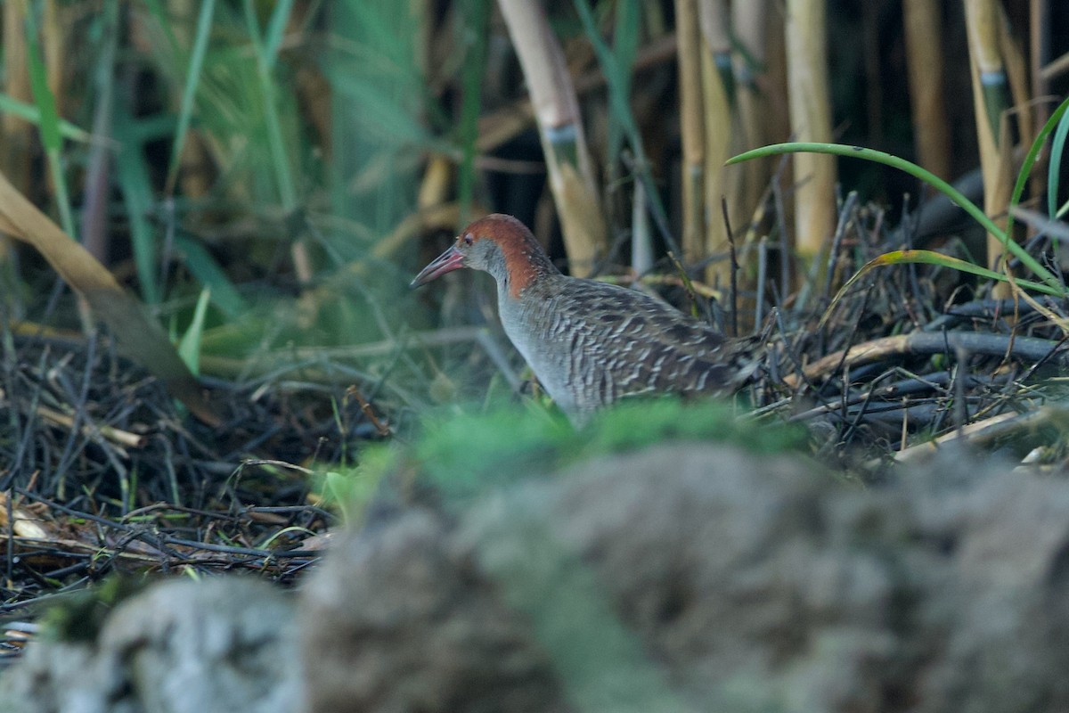 Slaty-breasted Rail - ML639856095
