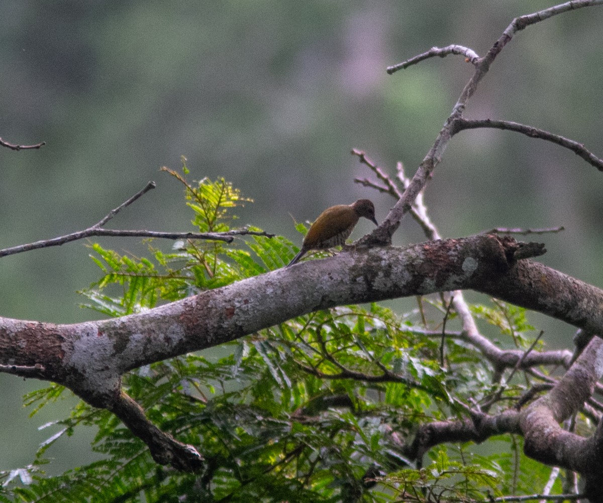 Green-backed Woodpecker (Little Green) - ML639856133
