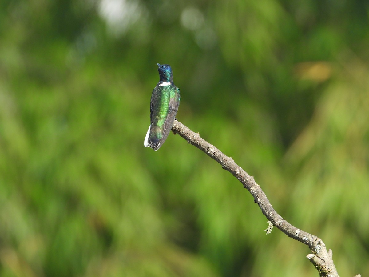 White-necked Jacobin - ML639856144