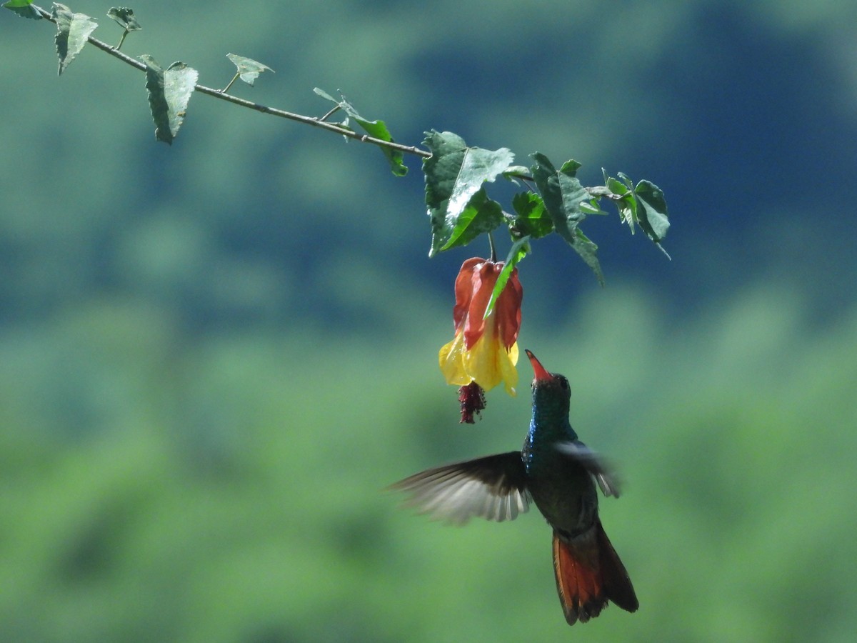 Rufous-tailed Hummingbird - ML639856150