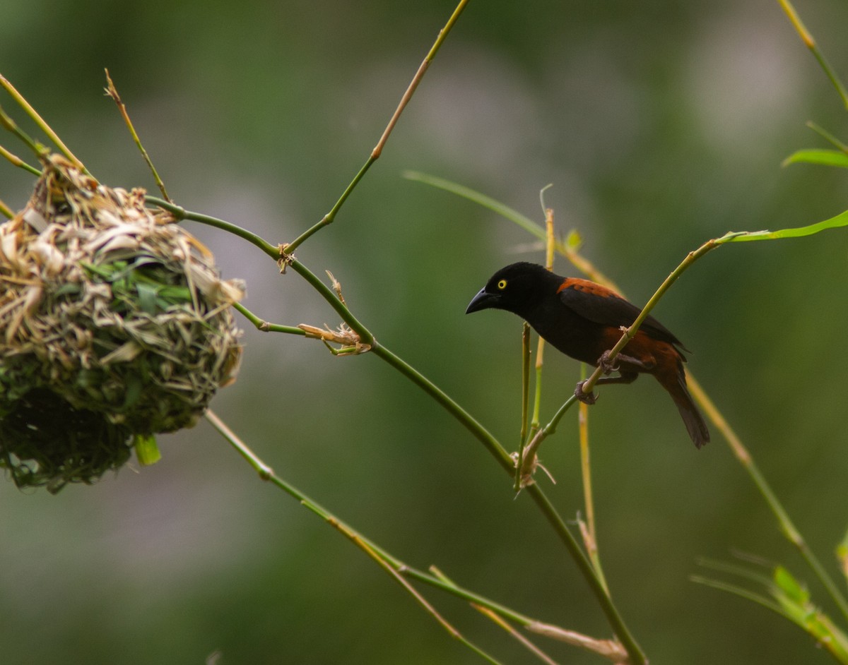 Chestnut-and-black Weaver - ML639856176