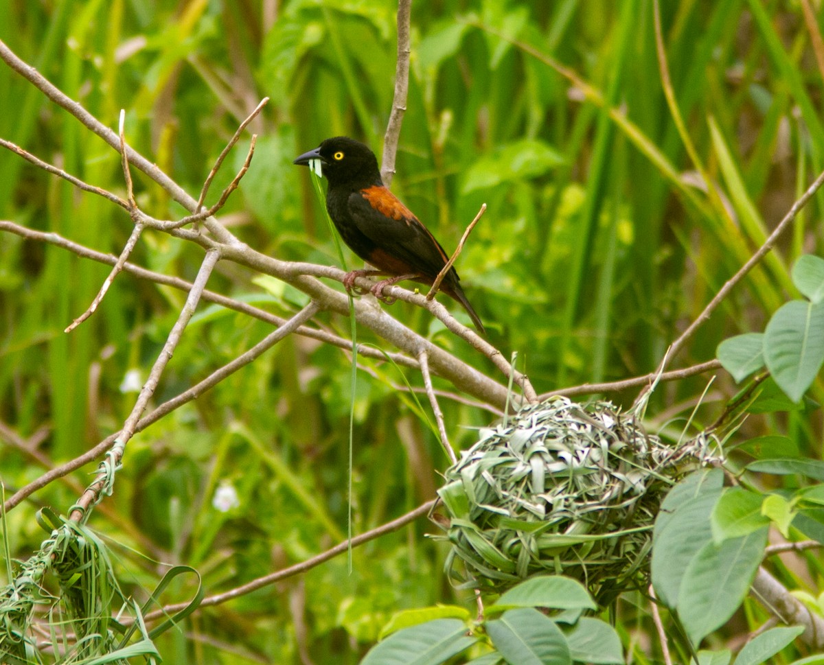 Chestnut-and-black Weaver - ML639856178
