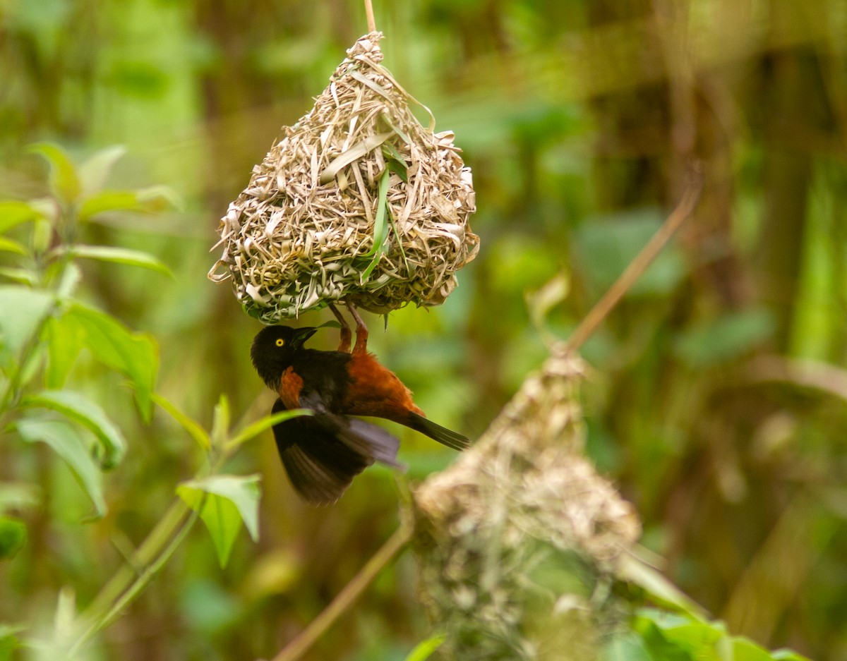 Chestnut-and-black Weaver - ML639856179