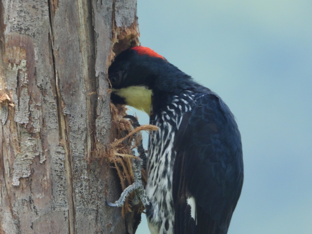 Acorn Woodpecker - ML639856181