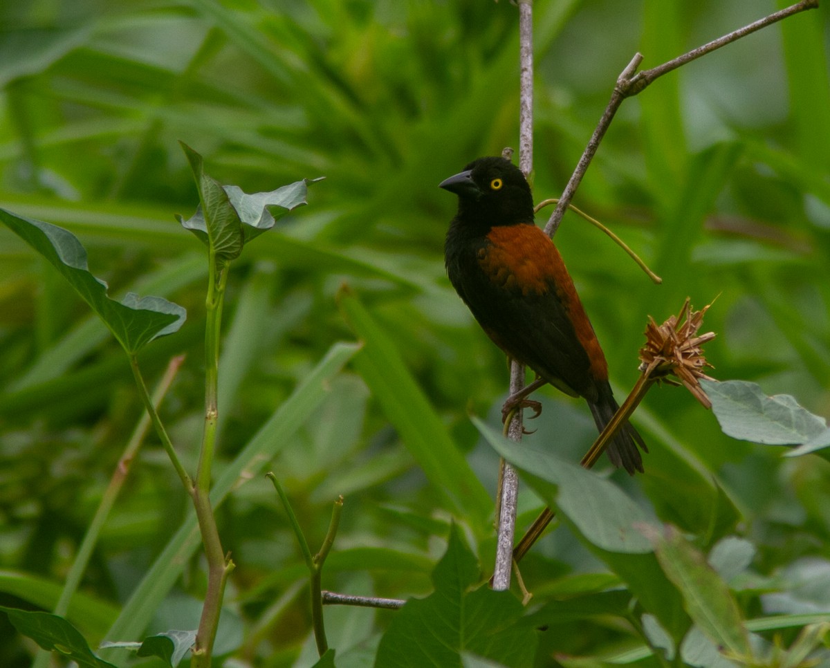 Chestnut-and-black Weaver - ML639856185