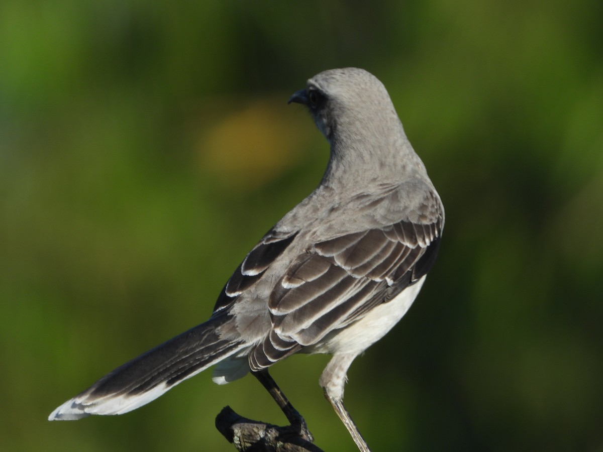 Tropical Mockingbird - ML639856209
