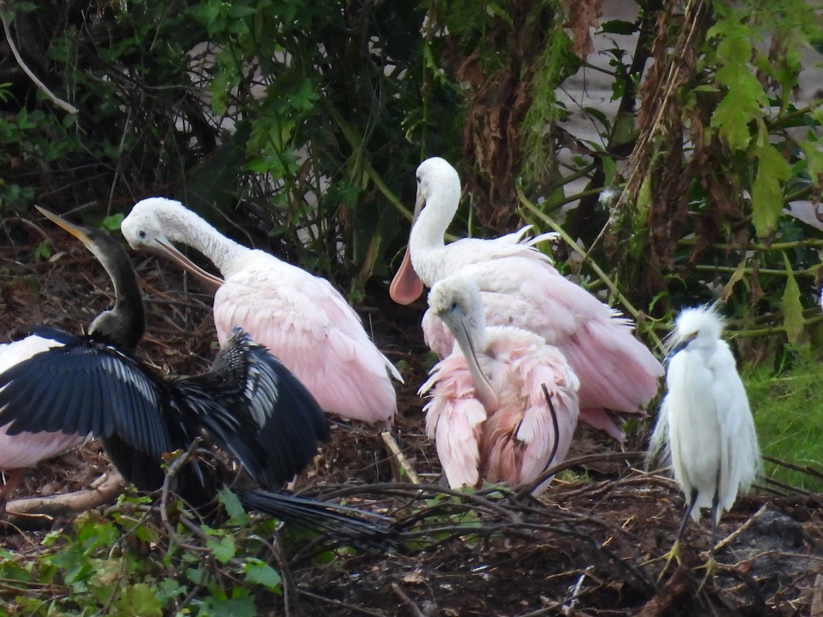 Roseate Spoonbill - ML639856212