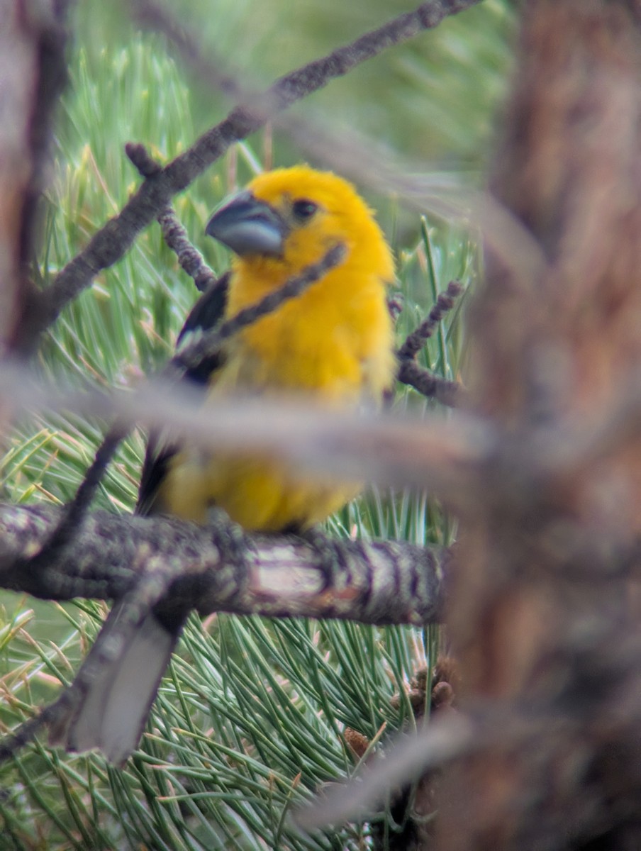 Yellow Grosbeak - ML639856230