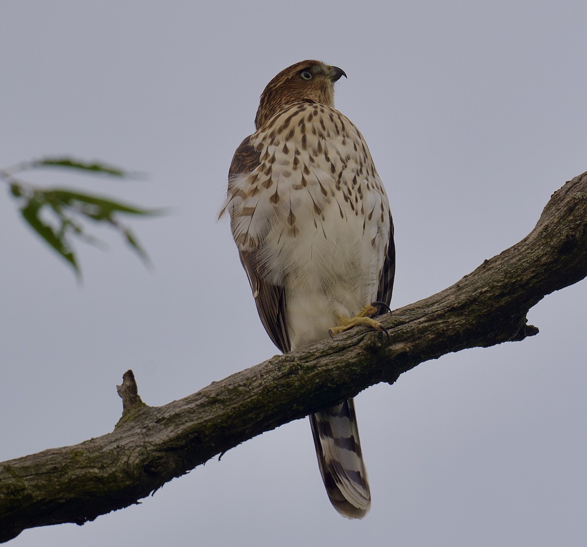 Cooper's Hawk - ML639856233