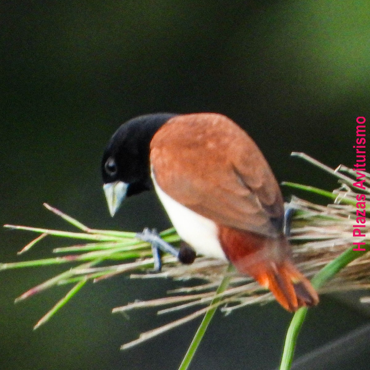 Tricolored Munia - ML639856237